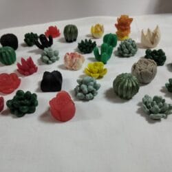 mini suculentas